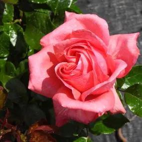 Special Anniversary Climbing Rose (Rosa Special Anniversary) 2